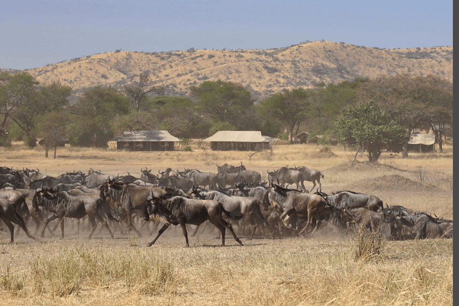 Wildebeest migration in front of safari camp