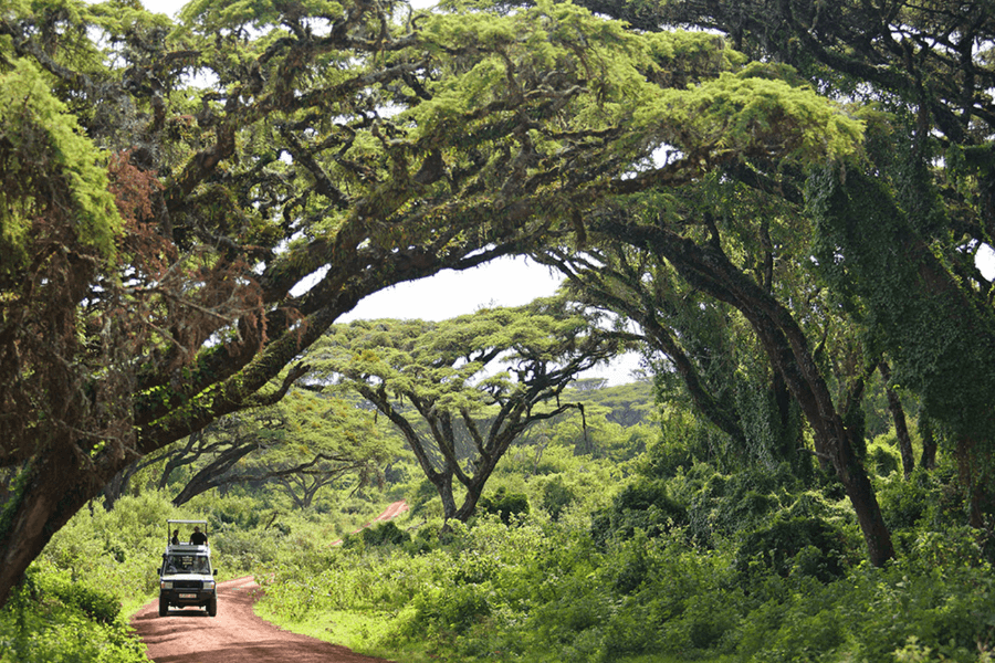 Green acacia trees frame East Africa green season safaris