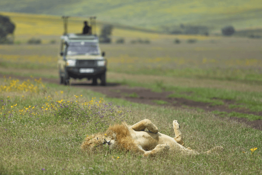 Lion spotted on game drive with a typical big cat behaviour