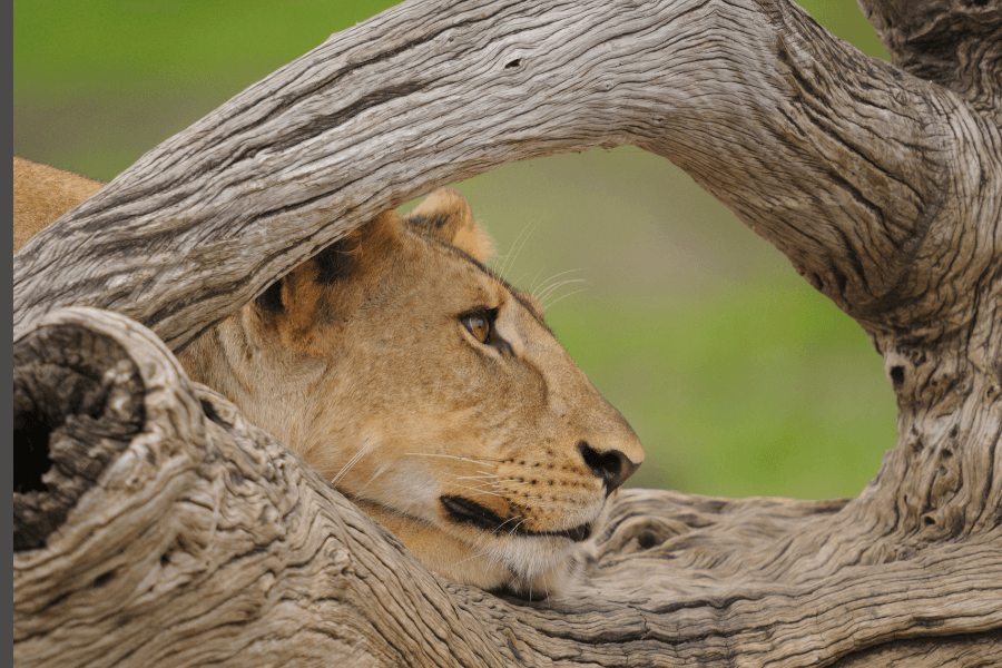 Lion spotted in Tanzania Selous Reserve