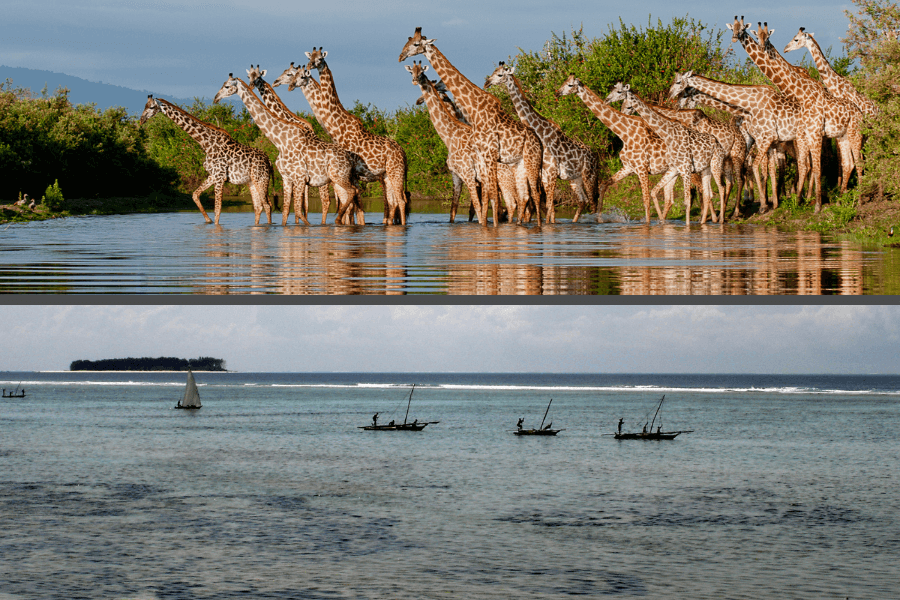 Selous safari and Zanzibar beach combo
