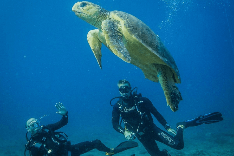 Scuba and safari in Mozambique