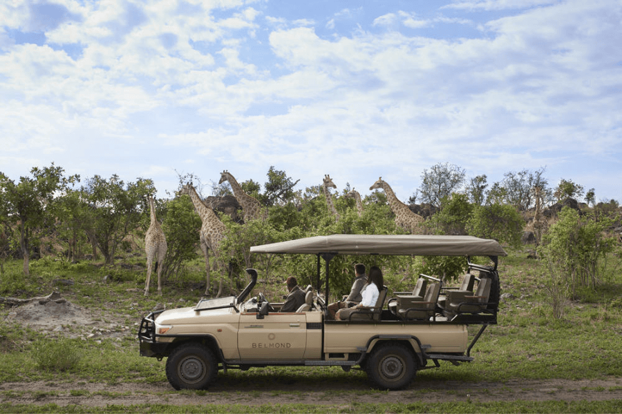 New Years Eve Destinations for safaris