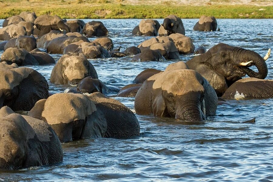 Why book an African safari?