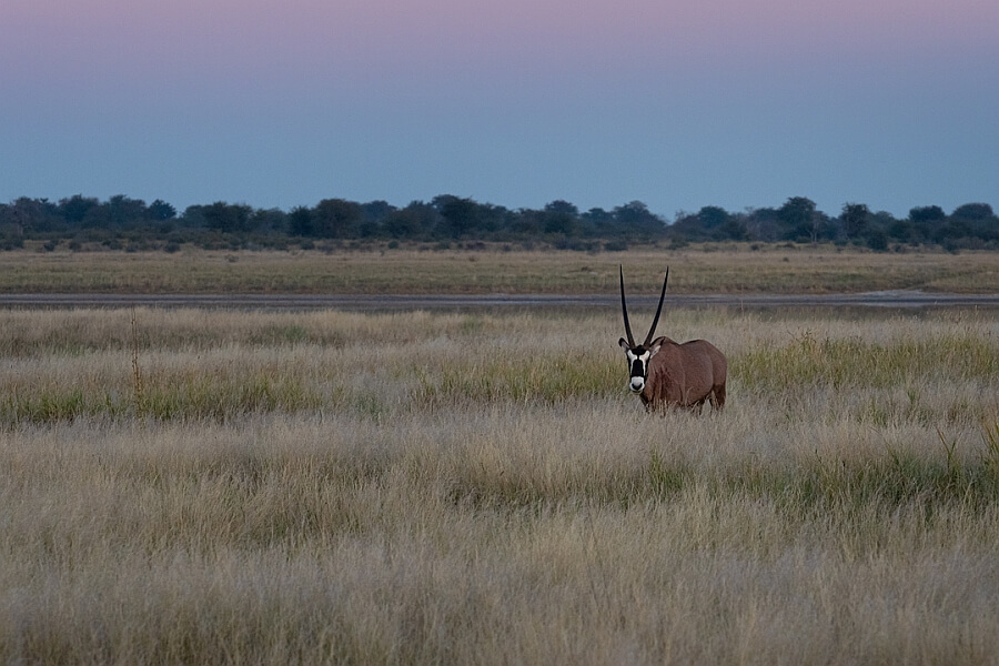 Wildlife at Kubu Island