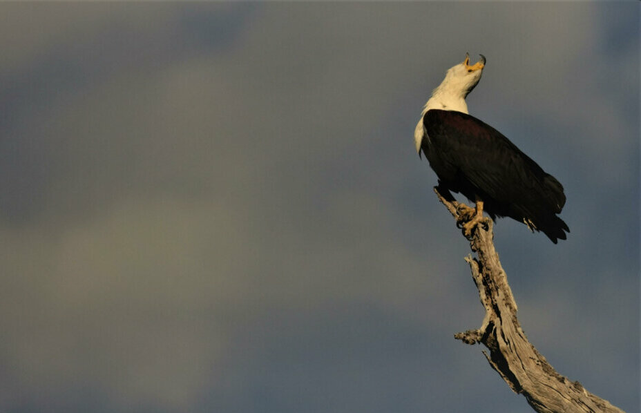 Fisheagle in the Chobe River region