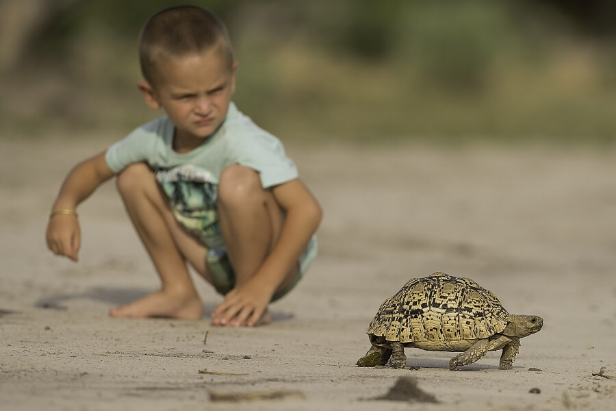 Why book an African safari?