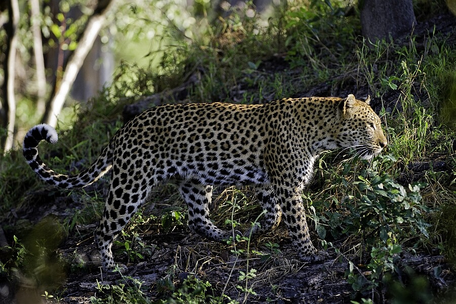 Botswana Travel - Families with Children & Teenagers