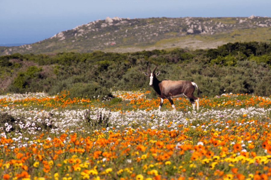 Flower season in the West Coast National Park