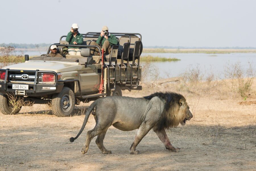 Best safaris along Africa's Rivers: lion walking along the Lower Zambezi River