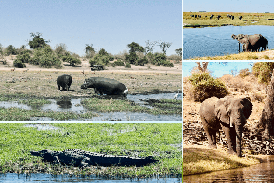 Chobe Exploring Jewel of Africa