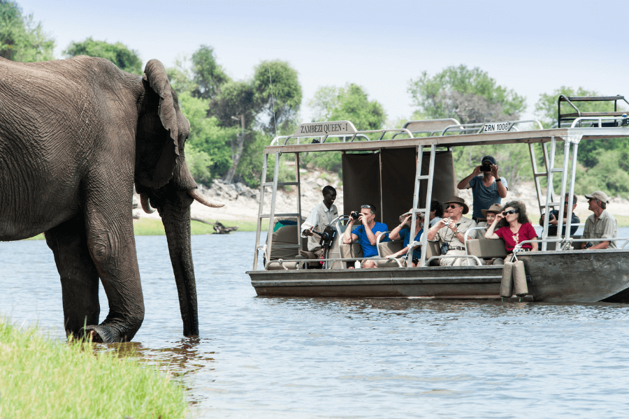 Close encounter of elephant on a boat safari in Africa