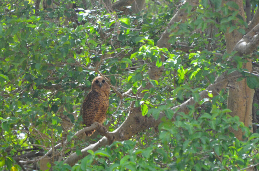 Pel’s fishing-owl