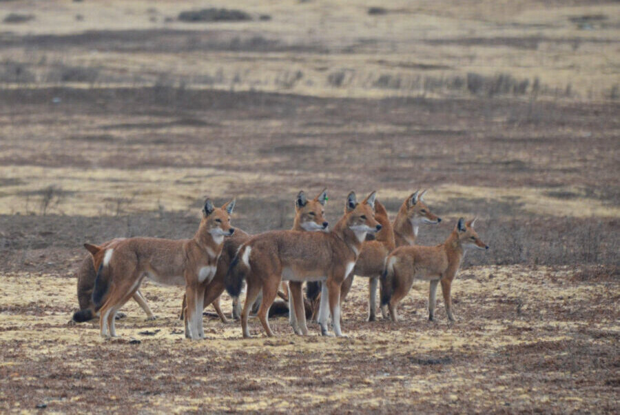 Ethiopian wolves
