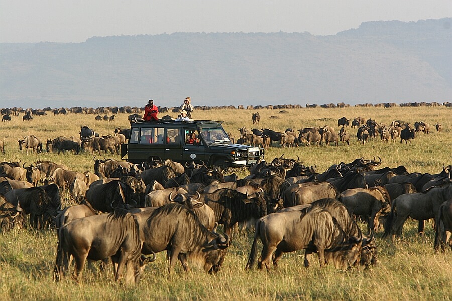 Afternoon Game Drive with Rhinos