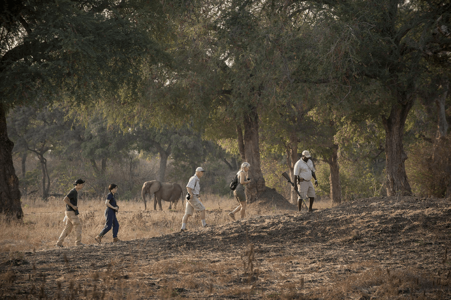 Zambezi River Safaris on foot