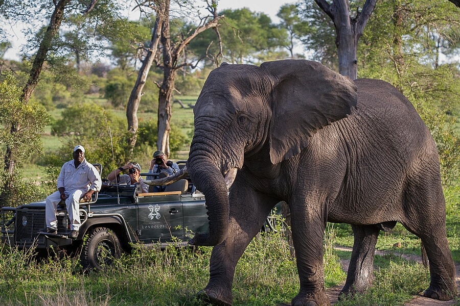 Elephant in Front of Waterhole in Madikwe