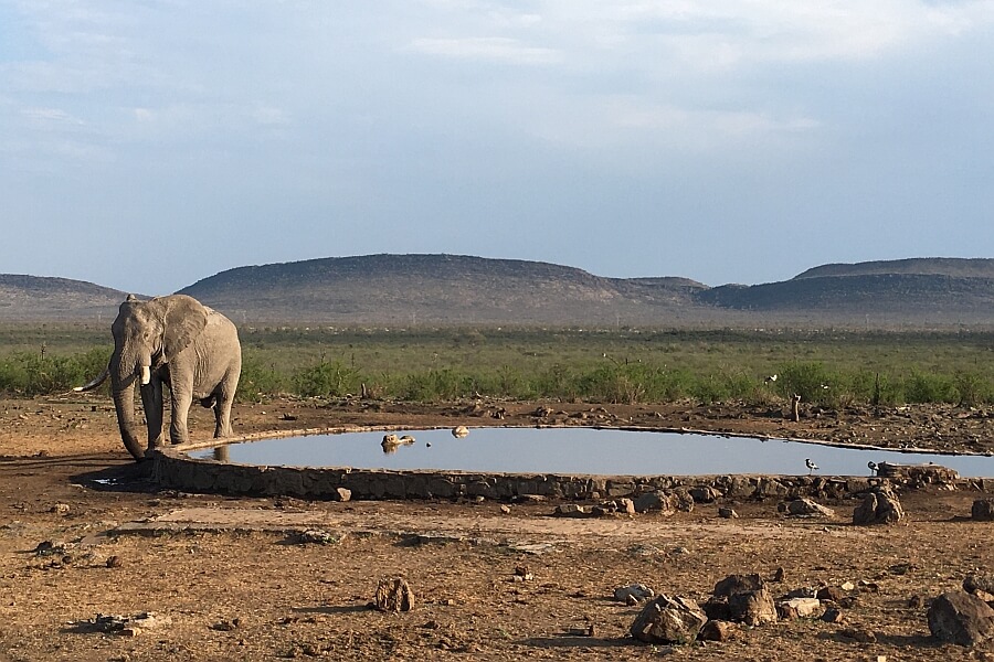 Elephant in Front of Waterhole in Madikwe