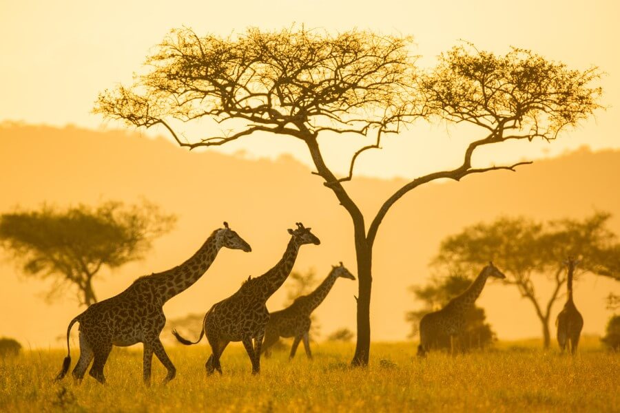Shoulder season in Tanzania