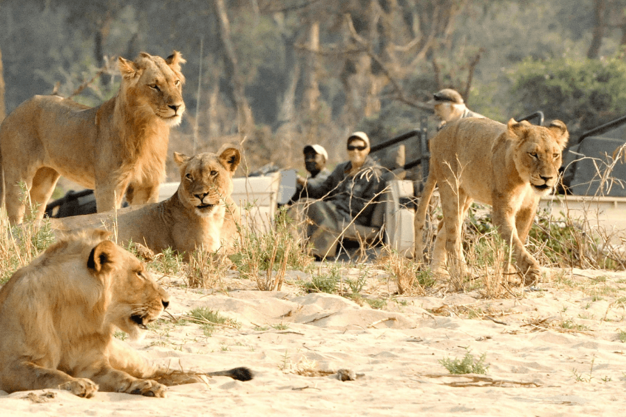 Predators during a Zambezi River Safaris