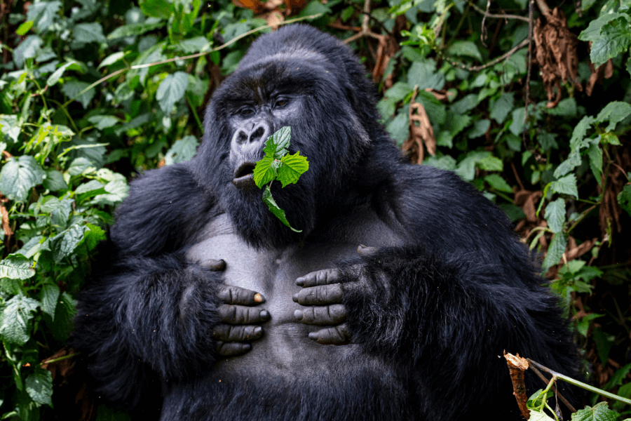 Planning an African Honeymoon