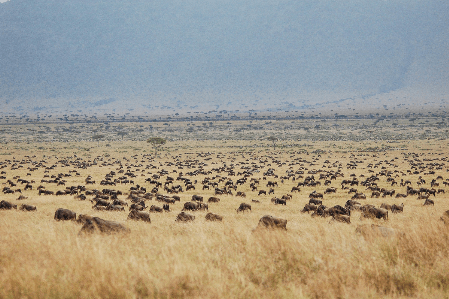 Scuba and Safari in Kenya