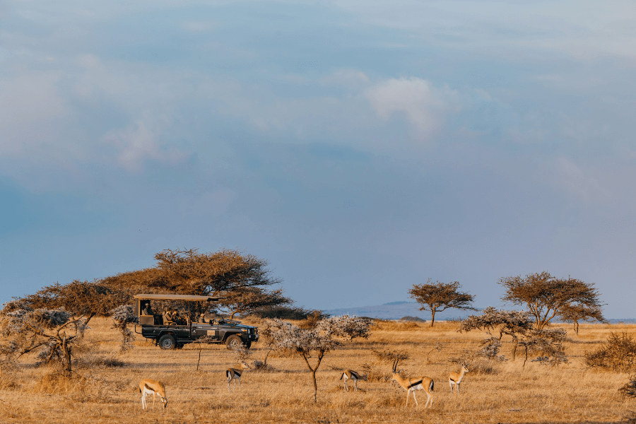 You've caught the bug, the Safari Fever