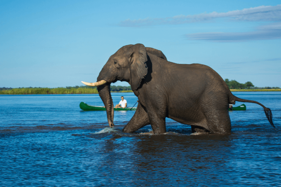 Close encounter on canoe