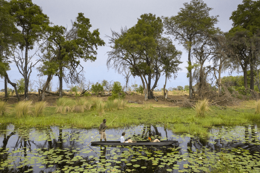Big trees in the Okavango Delta