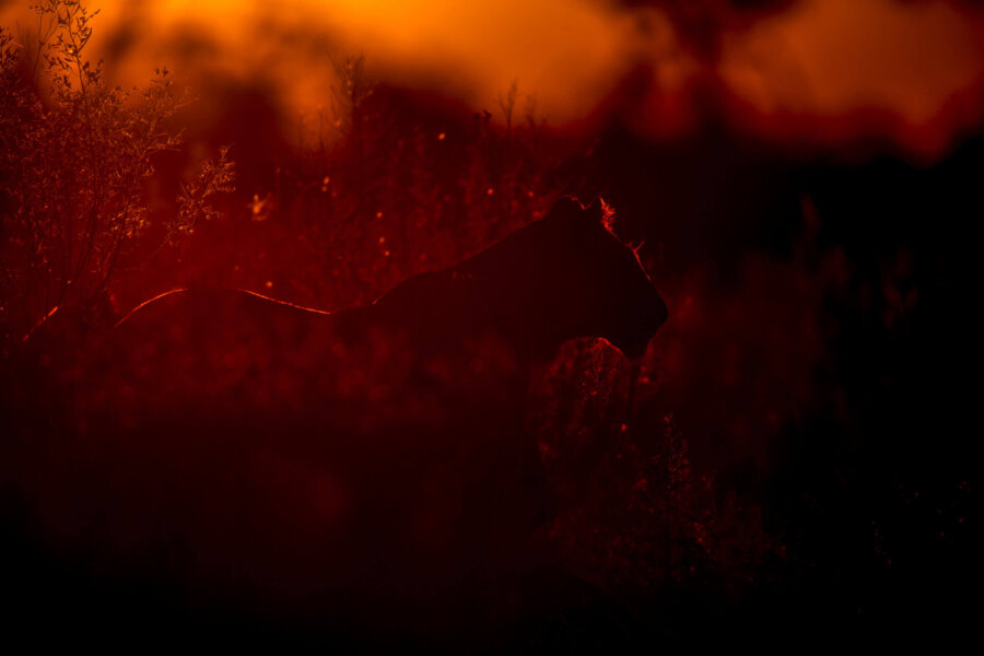 Predator in Amber season in the Selinda Reserve region of the Okavango Delta.