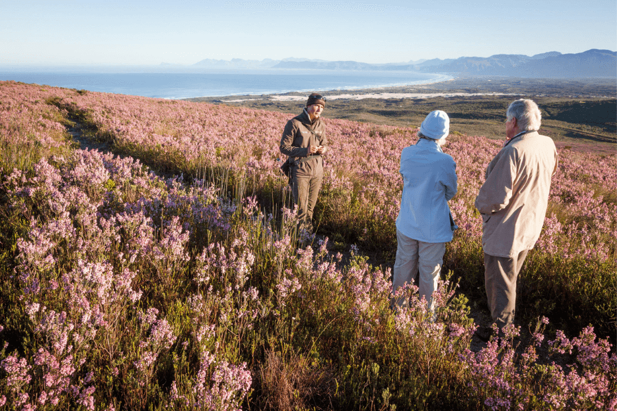 Fynbos in the Cape's whale coast
