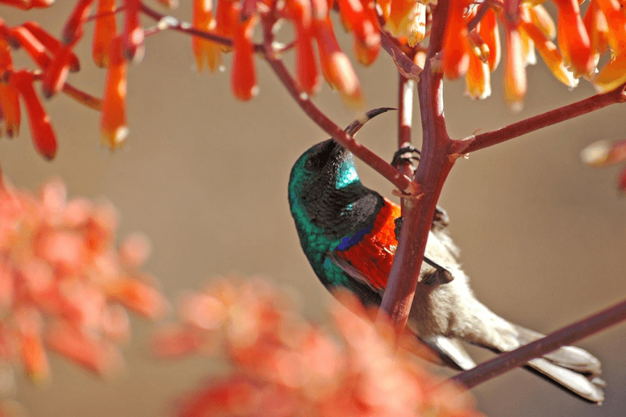 Sunbirds and sugarbirds and flowering winter-aloes