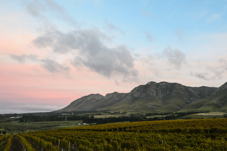 Hermanus More than Whale Watching