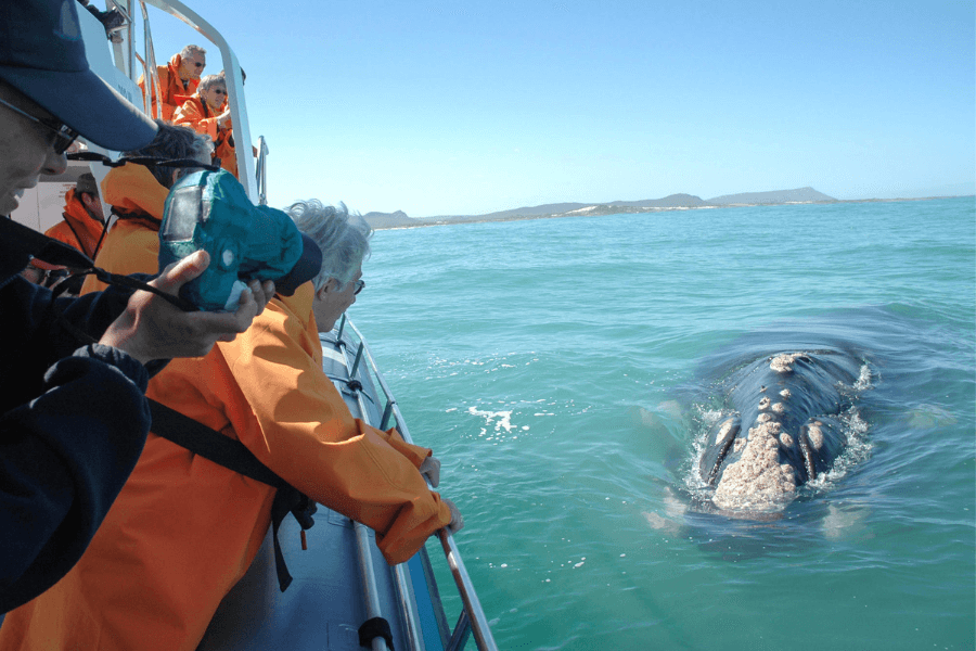 Hermanus Whale Watching