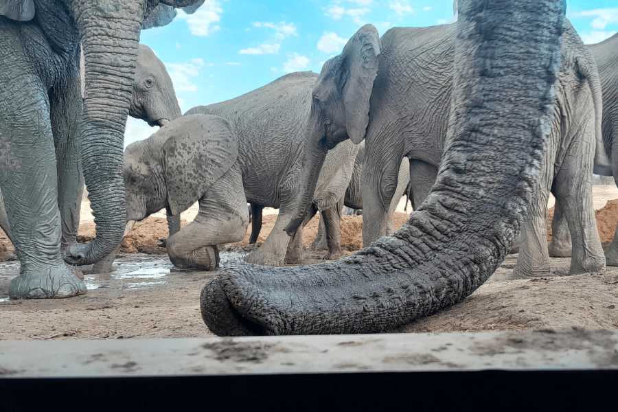 Elephant drinking at the hide