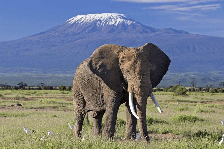 Kilimanjaro view from Amboseli