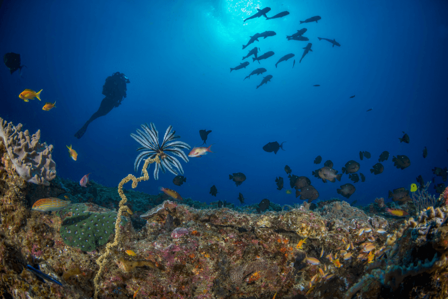 Scuba diving in Mozambique