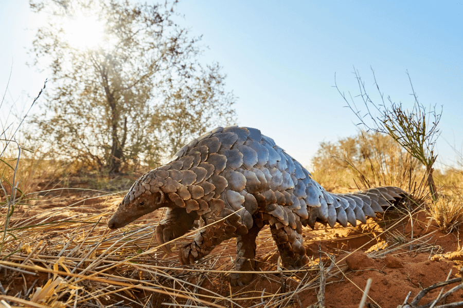 Pangolin in Tswalu