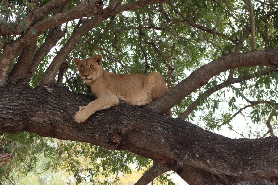 Lion in the tree