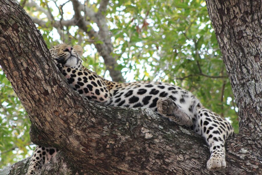 Leopard relaxing on a tree
