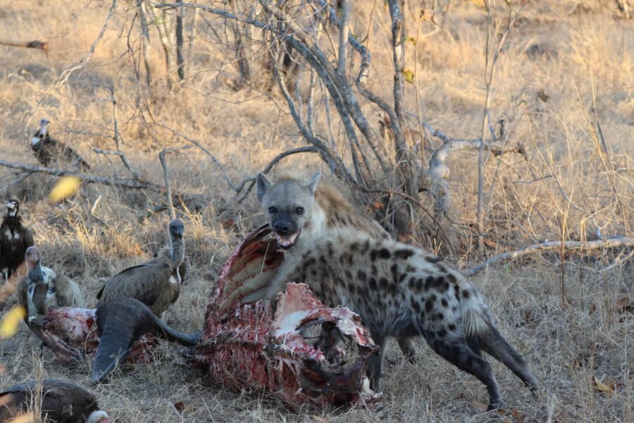 Hyenas and vultures scavenging a buffalo carcass