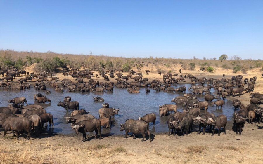 Herd of buffalo at the waterhole