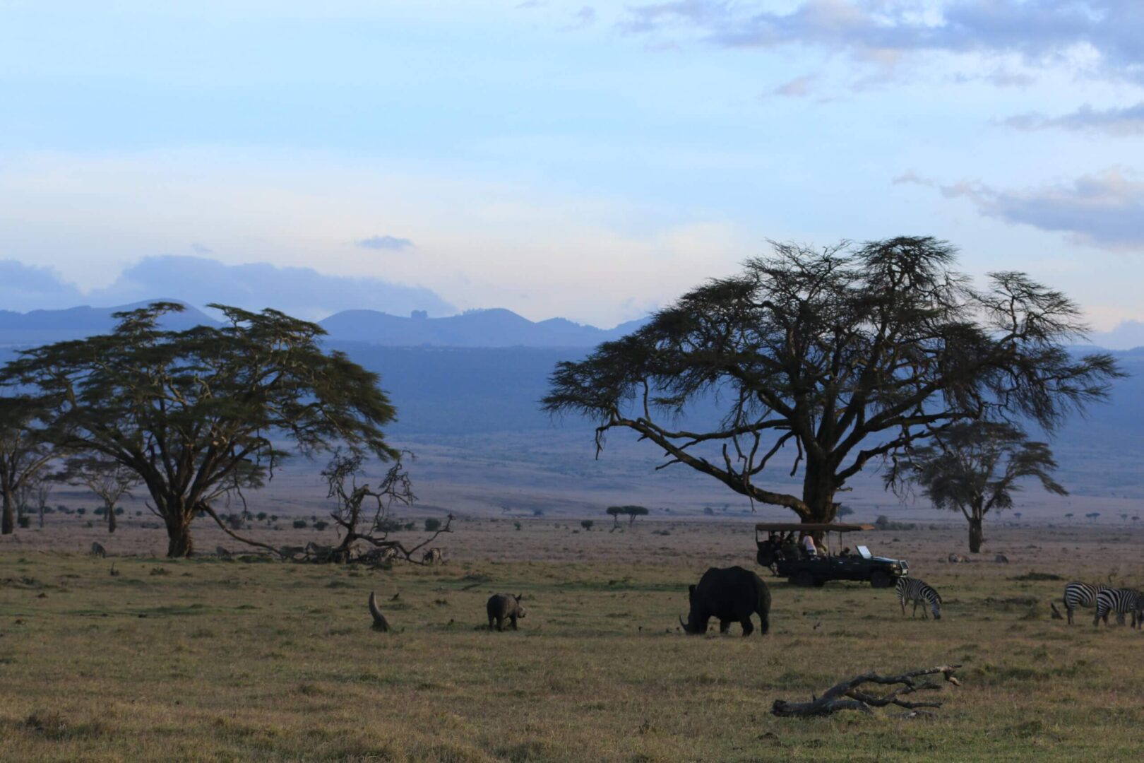 Image showing the Lewa Wildlife Conservancy landscape with rhinos and safari vehicle