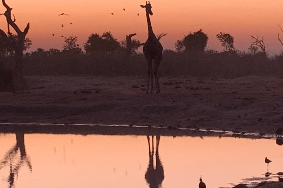 Botswana sunset with giraffe