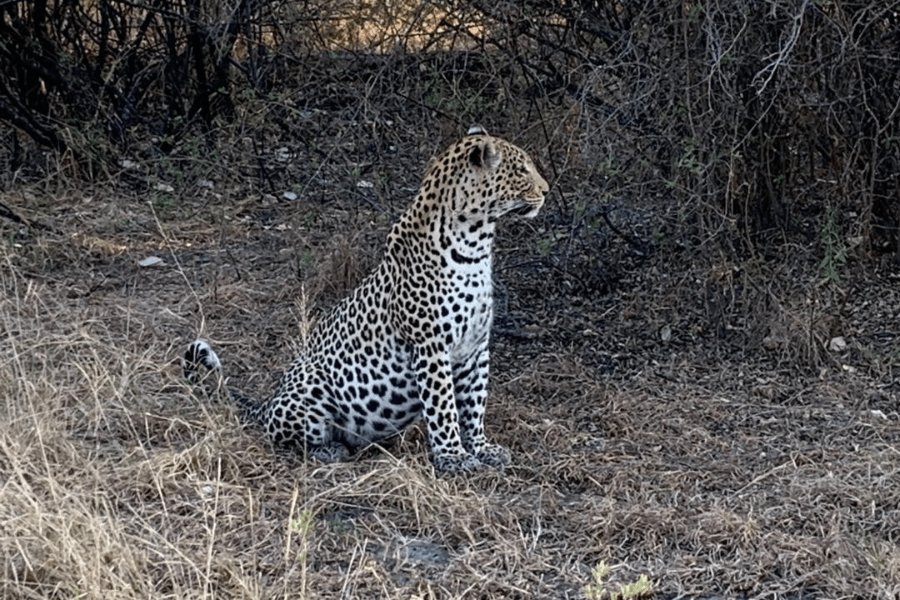 Leopard in the Savuti
