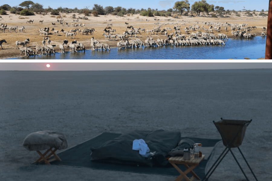 Zebra migration and Makgadikgadi sleepout
