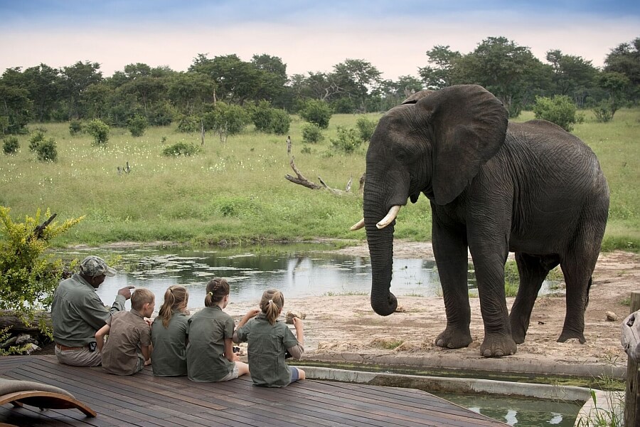 Why book an African safari?