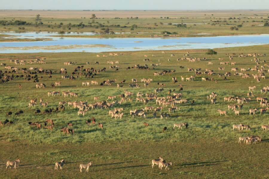 Zebra migration in green season
