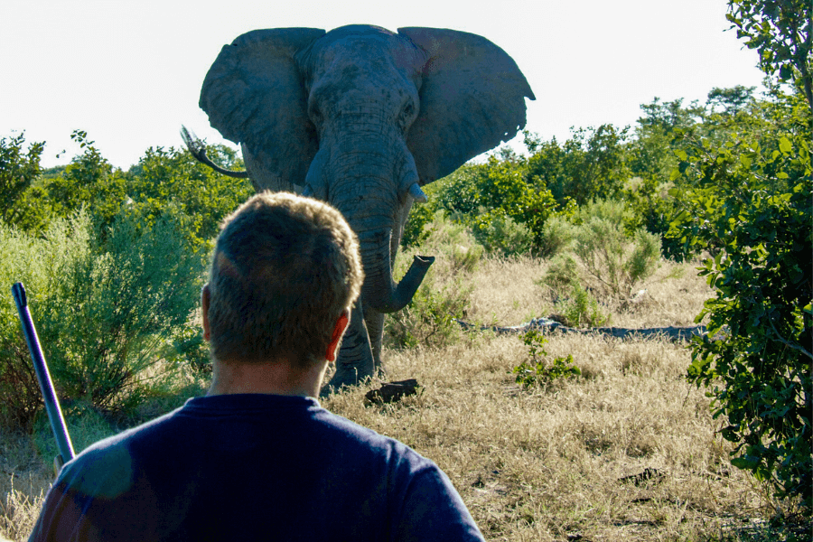 Close encounters on a walking safari guide training