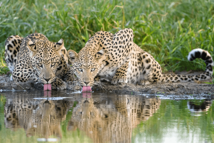 Leopards drinking in the lush green safari season